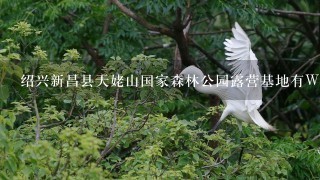 绍兴新昌县天姥山国家森林公园露营基地有WiFi吗