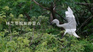 林芝墨脱旅游景点