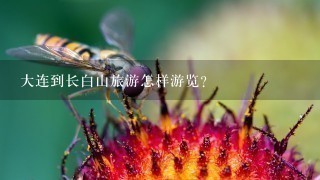 大连到长白山旅游怎样游览？