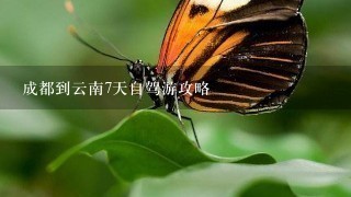 成都到云南7天自驾游攻略