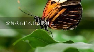 攀枝花有什么好玩的景点