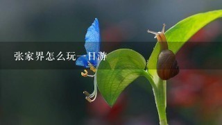 张家界怎么玩一日游