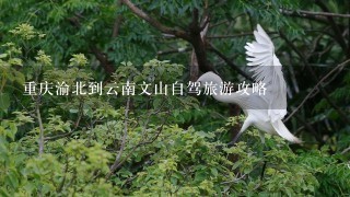 重庆渝北到云南文山自驾旅游攻略