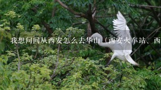 我想问问从西安怎么去华山（西安火车站、西安机场怎