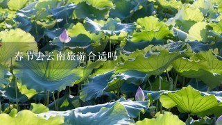 春节去云南旅游合适吗