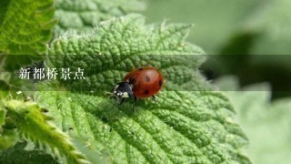 新都桥景点