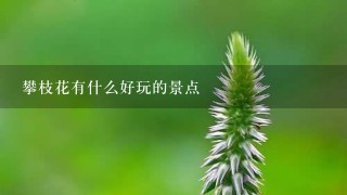 攀枝花有什么好玩的景点