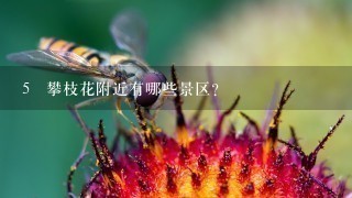 5 攀枝花附近有哪些景区？