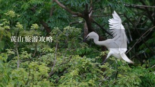 黄山旅游攻略