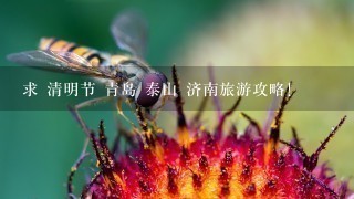 求 清明节 青岛 泰山 济南旅游攻略!