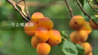 一月去哪旅游