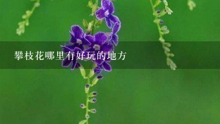 攀枝花哪里有好玩的地方