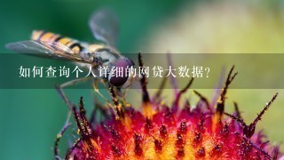 如何查询个人详细的网贷大数据？