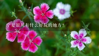 宁夏银川有什么好玩的地方？