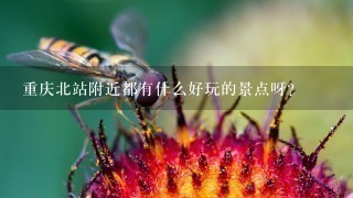 重庆北站附近都有什么好玩的景点呀？