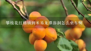 攀枝花红格镇到米易龙潭溶洞怎么坐车啊