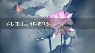 攀枝花哪里可以找到?